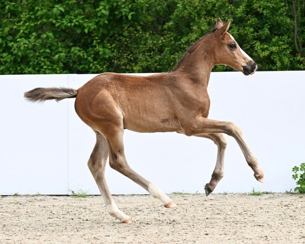 horse Merci (German Sport Horse, 2024, from Million Dollar)