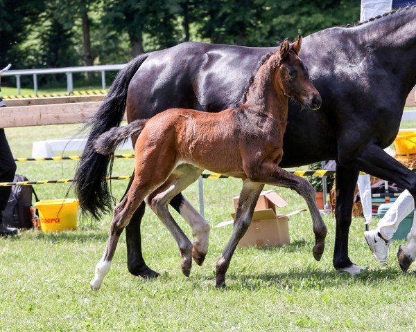Pferd Valentine (Deutsches Sportpferd, 2024, von DSP VA Bene)