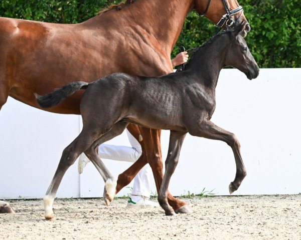 horse Zaubermeister (German Sport Horse, 2024, from Zauberlehrling PS OLD)