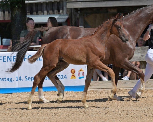 Pferd DJ Destano (Deutsches Sportpferd, 2024, von Destano)