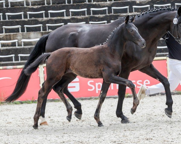 horse Dream Sweet EH (German Sport Horse, 2024, from DSP Dream Royal)