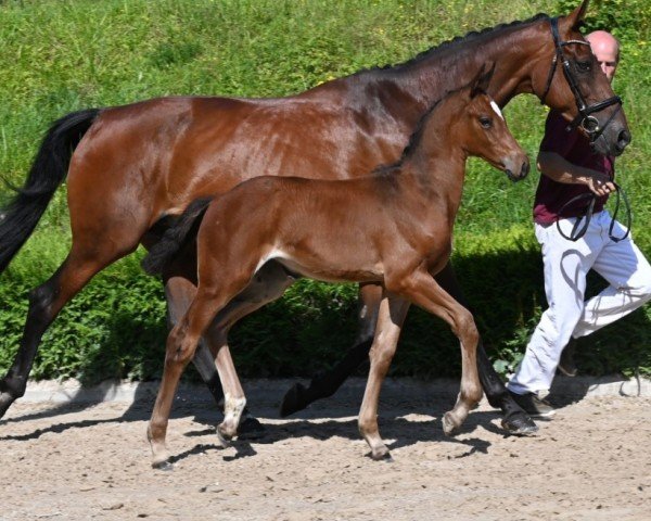 horse Brown Sugar (German Sport Horse, 2024, from Baloutender)