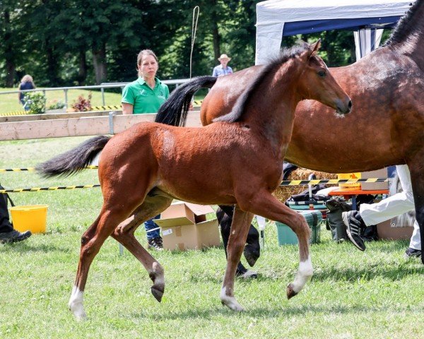 horse Casalletto (German Sport Horse, 2024, from Casall Ask)