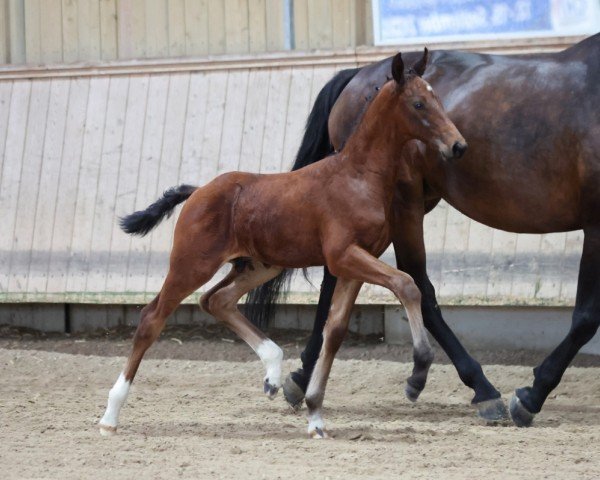 horse Chance to Win (German Sport Horse, 2024, from Charaktervoll Hv)