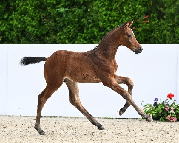 Pferd Boccaccia (Deutsches Sportpferd, 2024, von Bonfilio)