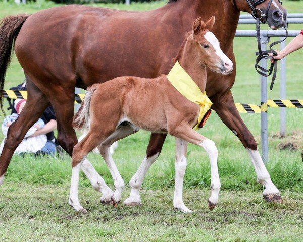 horse Gintonic (German Riding Pony, 2024, from Genesis BL)