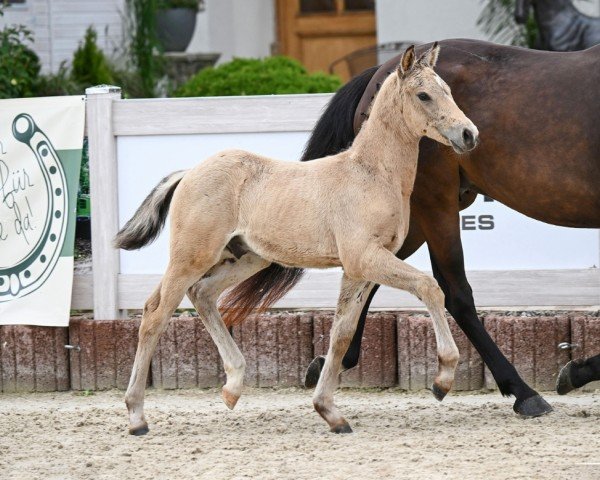 horse Bagis Cosimo (German Riding Pony, 2024, from FS Champion de Luxe)