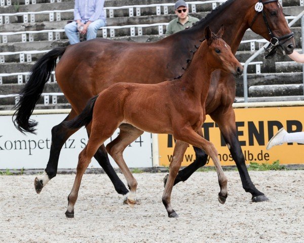 Pferd For My Love (Deutsches Sportpferd, 2024, von Fair Deal)