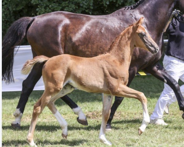 Pferd Viola CM (Deutsches Sportpferd, 2024, von Viva Gold OLD)