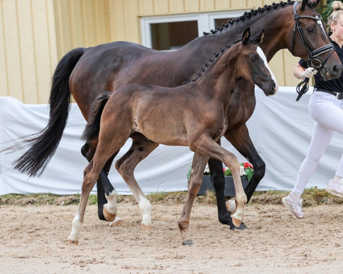 Pferd Sweet Diamond (Deutsches Sportpferd, 2024, von Diamantenglanz)