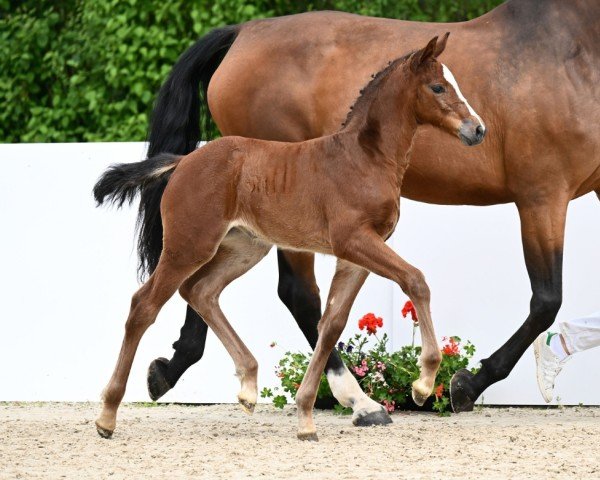 horse Helene (German Sport Horse, 2024, from Highway Tn N.O.P.)