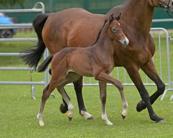 Pferd Cizumi (Deutsches Sportpferd, 2024, von Casino Berlin OLD)