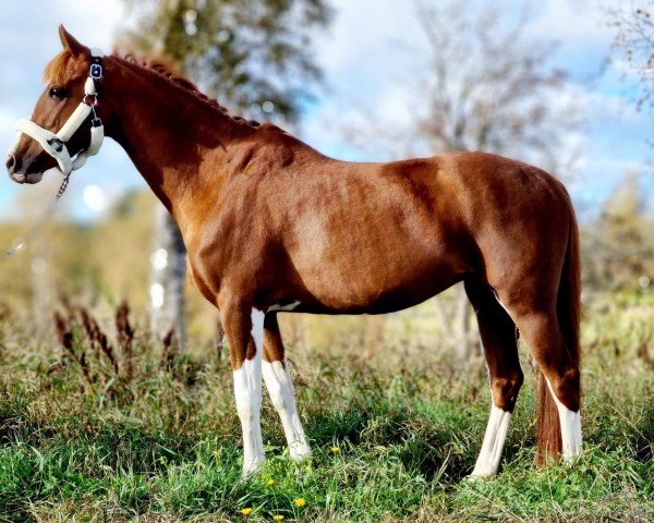 Zuchtstute Zetoria (Niederländisches Pony, 2010, von Zenzi Boy) Zuchtstute Zetoria (Niederländisches Pony, 2010, von Zenzi Boy)