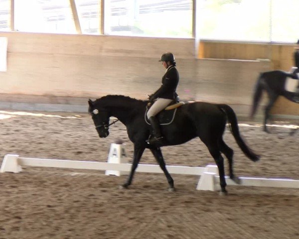 Reitturnier Urtenen-Schönbühl 2024