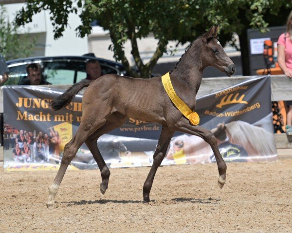 Pferd Fantastic Girl (Deutsches Sportpferd, 2024, von Birkhof's Fair Game OLD)