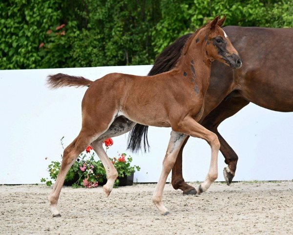 Pferd Valeria (Deutsches Sportpferd, 2024, von DSP VA Bene)