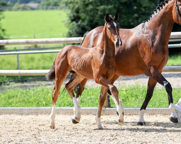 Pferd Solomon (Deutsches Sportpferd, 2024, von Sebastino PS)
