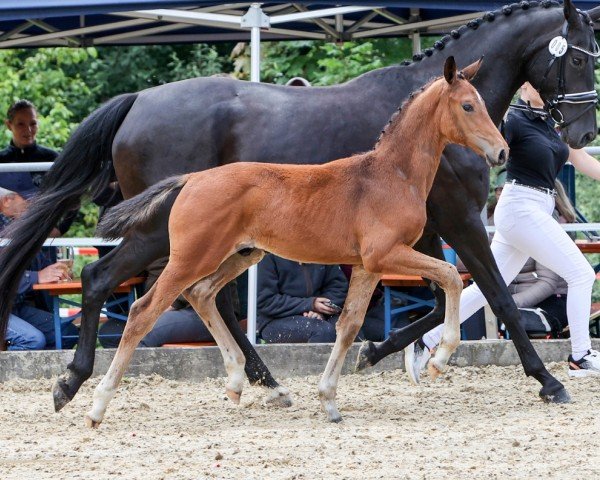 horse Fair Play (German Sport Horse, 2024, from Filox)