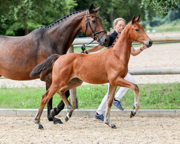 horse Valpolicella (German Sport Horse, 2024, from Vangelis)