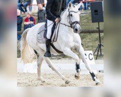 dressage horse Cassandra 440 (Dutch Pony, 2013)
