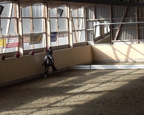 Reitturnier Uster 2024