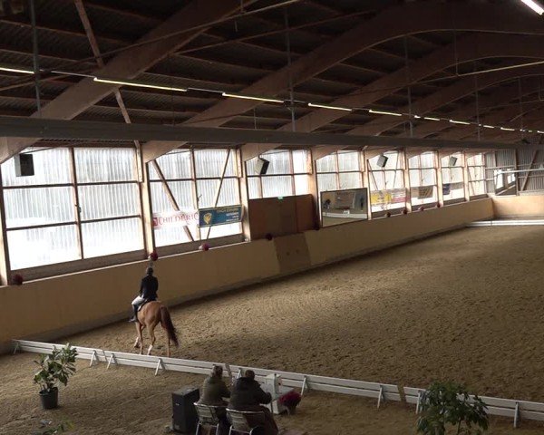Reitturnier Uster 2024