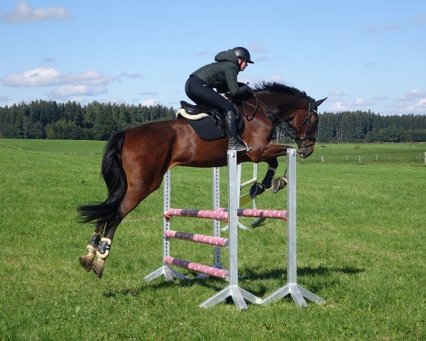 horse Callimero 35 (Hanoverian, 2010, from Cloney)
