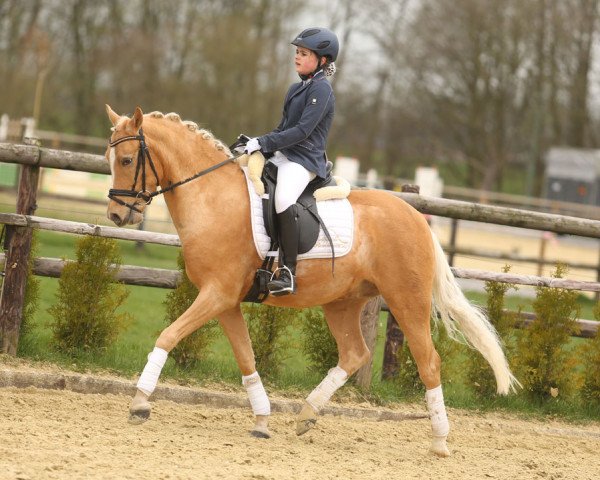 horse Herr Nilsson (German Riding Pony, 2011, from Hemingway B)