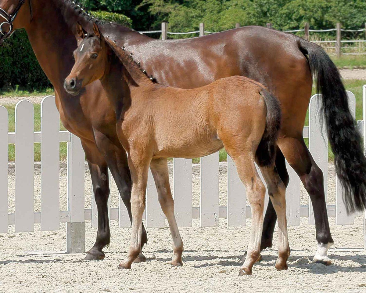 horse Viva la Vida (German Riding Pony, 2020, from Vincent)