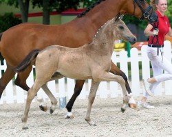 dressage horse Ava Gold KE (Westphalian, 2020, from A new Star)