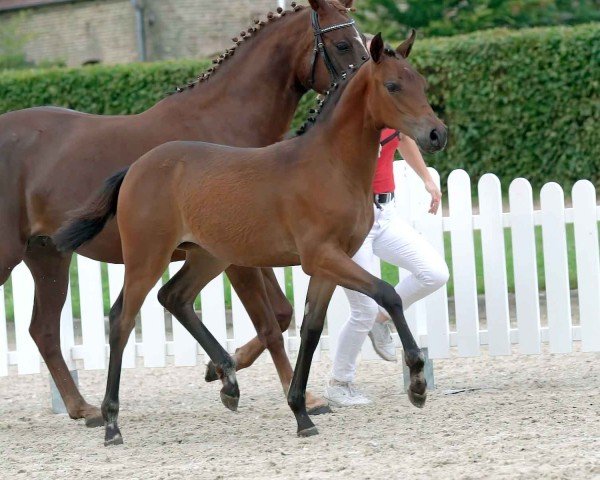horse Cote d'Azur (German Riding Pony, 2020, from Cosmo Callidus NRW)