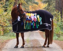 dressage horse Thoralina (German Warmblood, 2015)