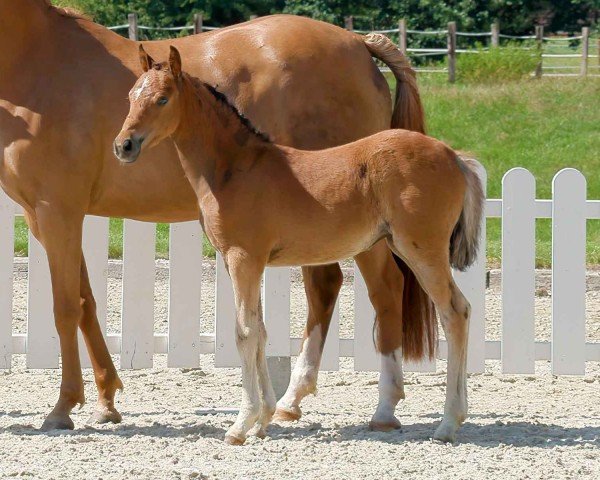 horse New Love (German Riding Pony, 2020, from Nobel Nagano NRW)