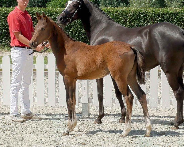 horse Divina (German Riding Pony, 2020, from D-Power AT)