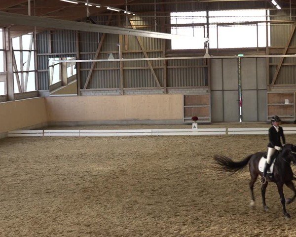 Reitturnier Uster 2024