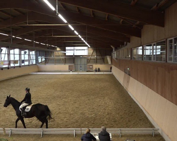 Reitturnier Uster 2024