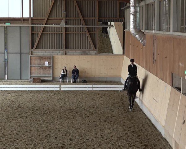 Reitturnier Uster 2024