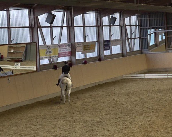 Reitturnier Uster 2024