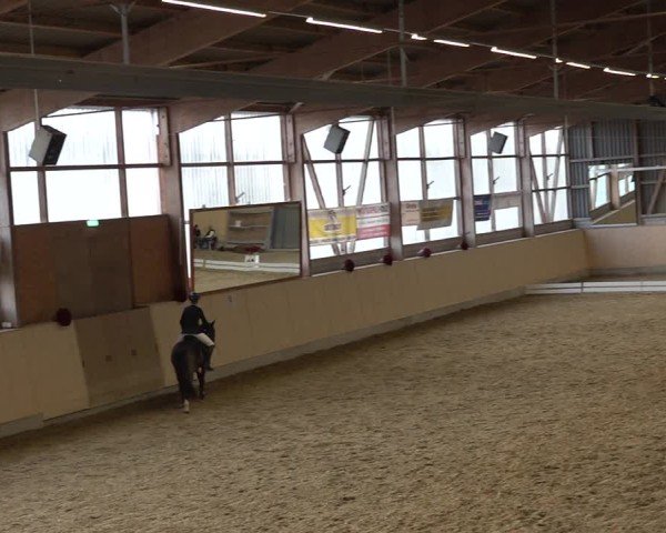 Reitturnier Uster 2024