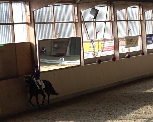 Reitturnier Uster 2024