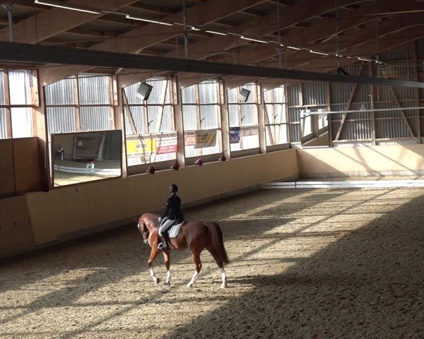 Reitturnier Uster 2024