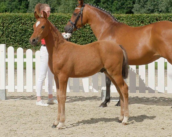 horse Clueso (German Riding Pony, 2020, from DSP Cosmo Royale)