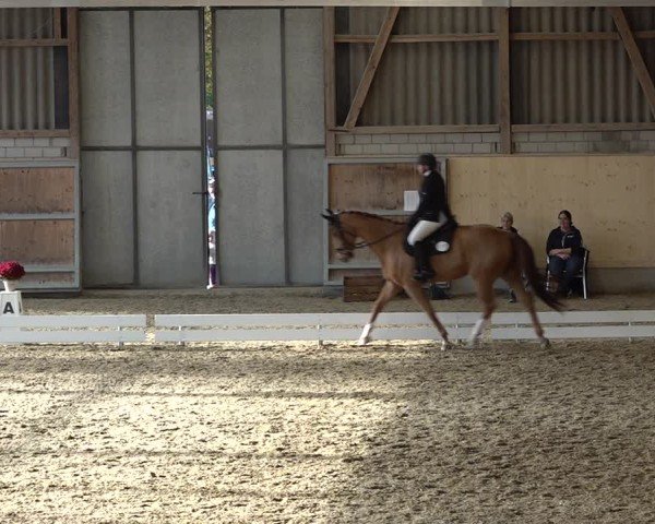 Reitturnier Uster 2024