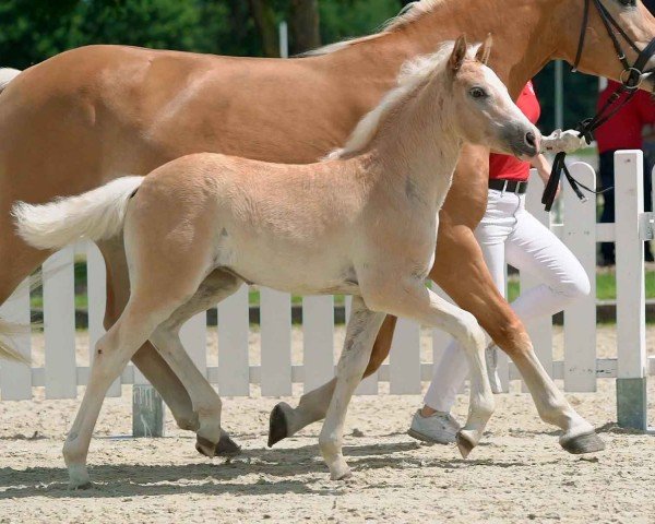 horse Nachtregentin (Haflinger, 2020, from Nachtregent)