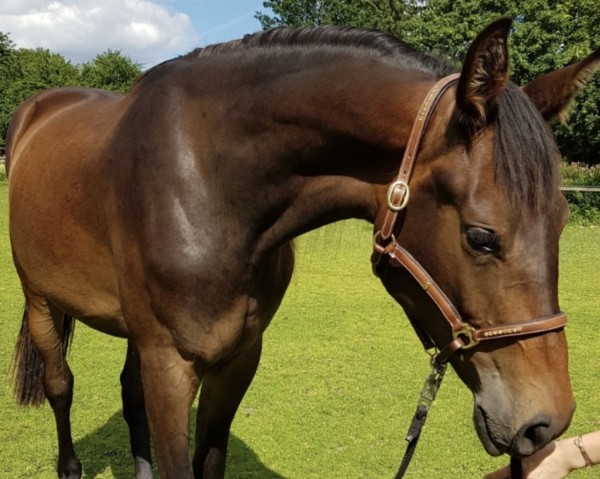 broodmare Kingsroad‘s Khaleesi (Holsteiner, 2017, from Kingsroad)