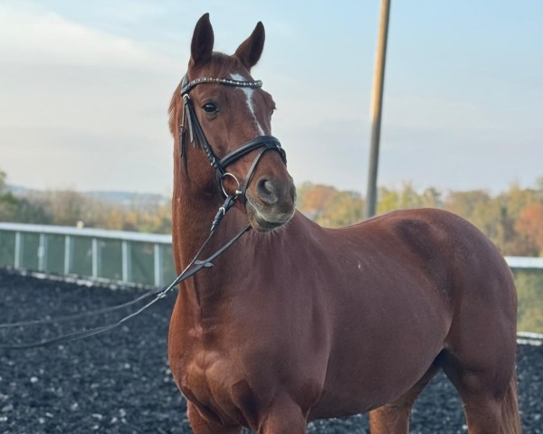 horse Pee Wee Z (Westphalian, 2014, from Peking)