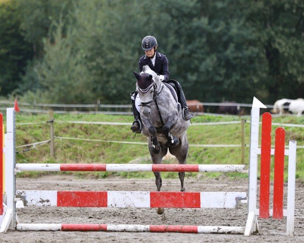 Zuchtstute Mia Bellissima L (Deutsches Reitpony, 2016, von SF Detroit)