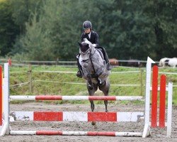 broodmare Mia Bellissima L (German Riding Pony, 2016, from SF Detroit)