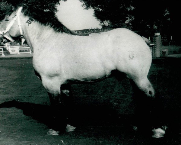 stallion Gardo von Kirchwehnshof (Rhenish-German Cold-Blood, 1945, from Gamin du Onze RS (S) 362)