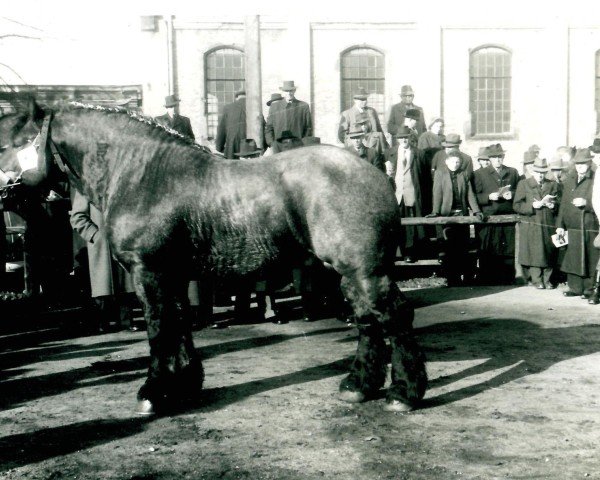 stallion Gründer II (Rhenish-German Cold-Blood, 1951, from Gamin du Onze RS (S) 362)